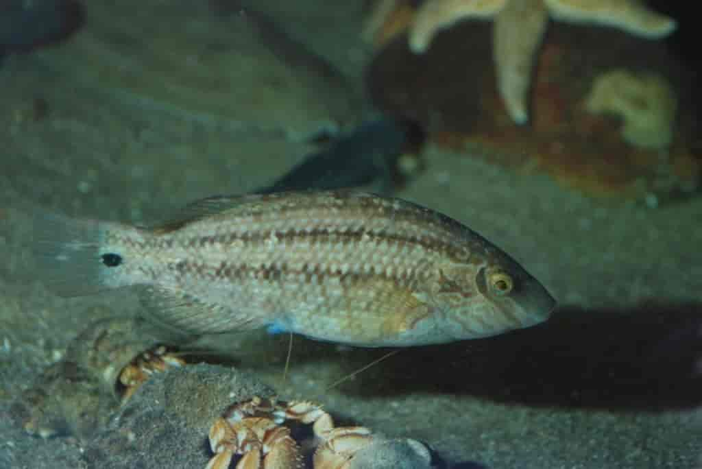 Symphodus melops