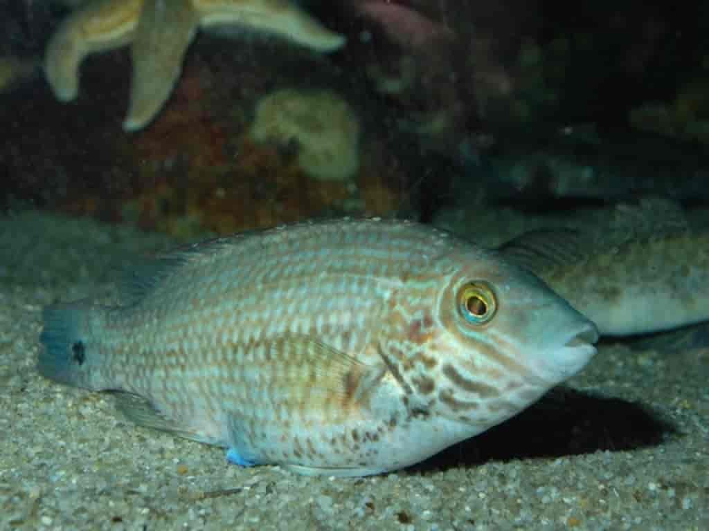 Symphodus melops