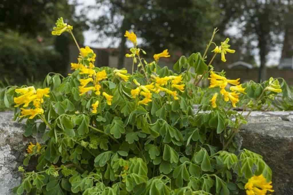 Pseudofumaria lutea