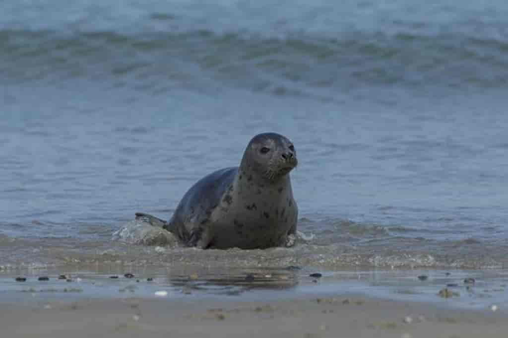 Halichoerus grypus