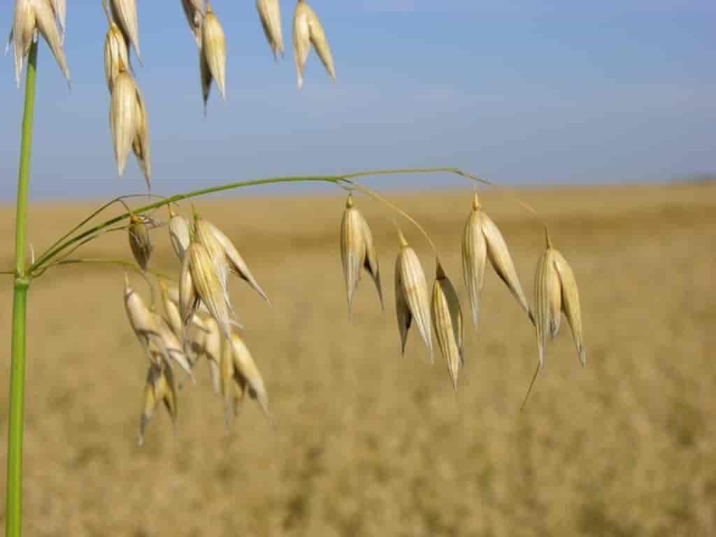 Avena sativa