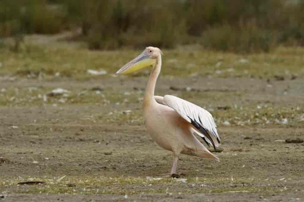 Pelecanus onocrotalus