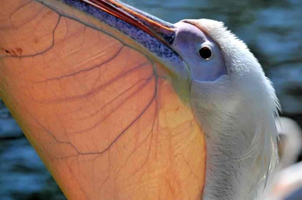 Pelecanus onocrotalus