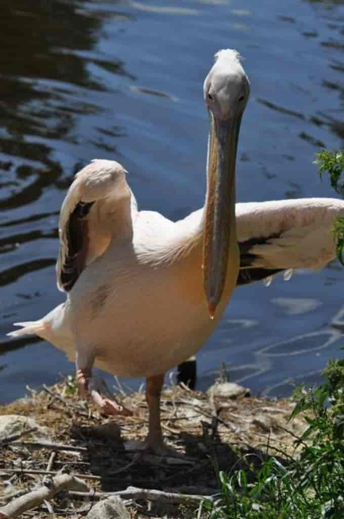 Pelecanus onocrotalus