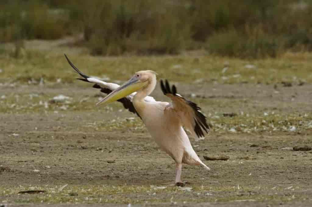 Pelecanus onocrotalus