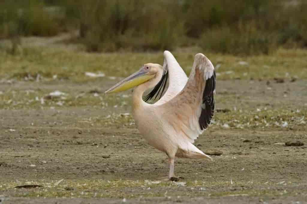 Pelecanus onocrotalus