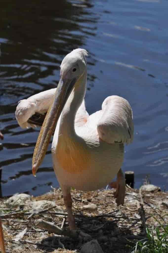 Pelecanus onocrotalus