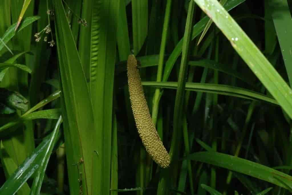 Acorus calamus