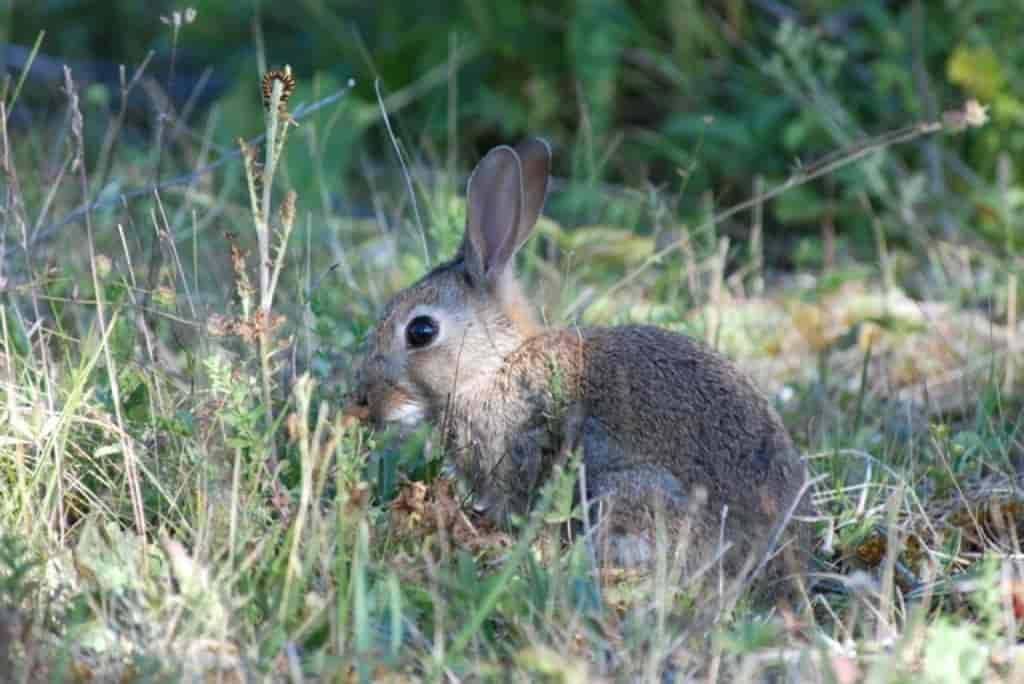 Oryctolagus cuniculus