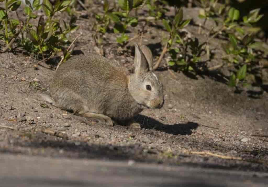 Oryctolagus cuniculus