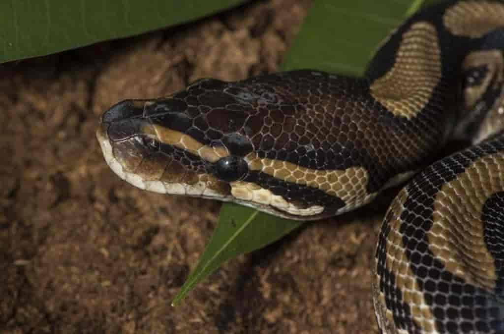 Python regius