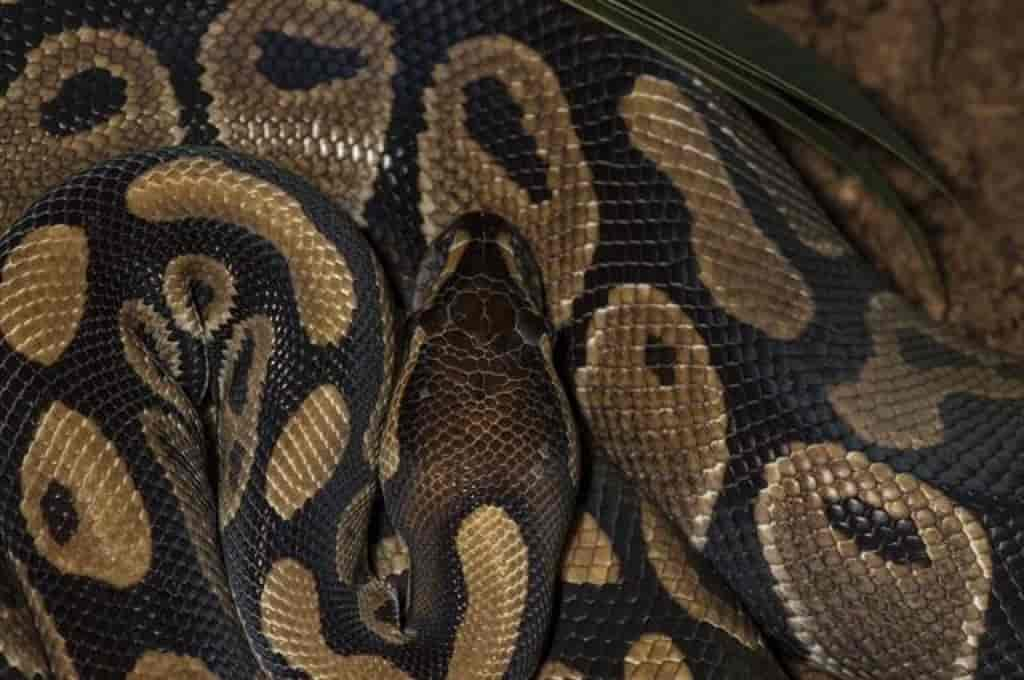 Python regius