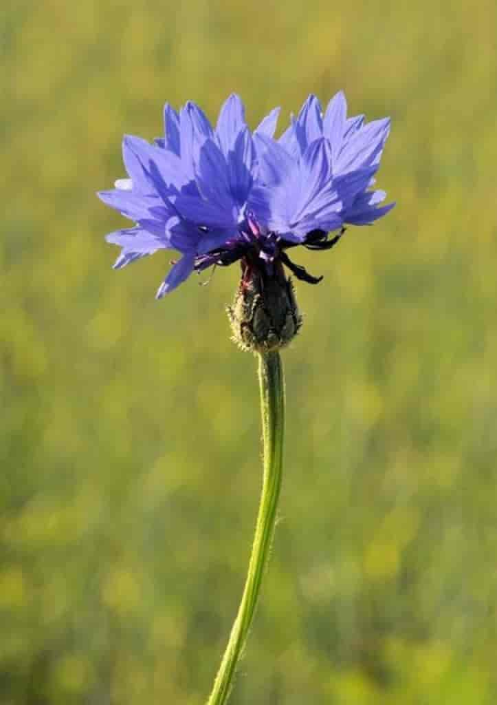 Centaurea cyanus