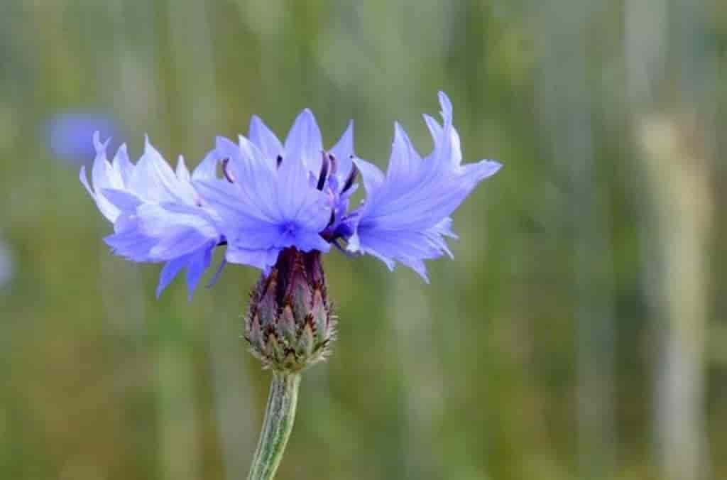 Centaurea cyanus