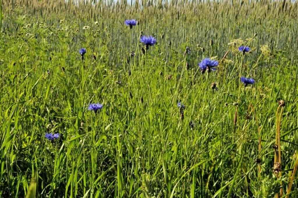 Centaurea cyanus