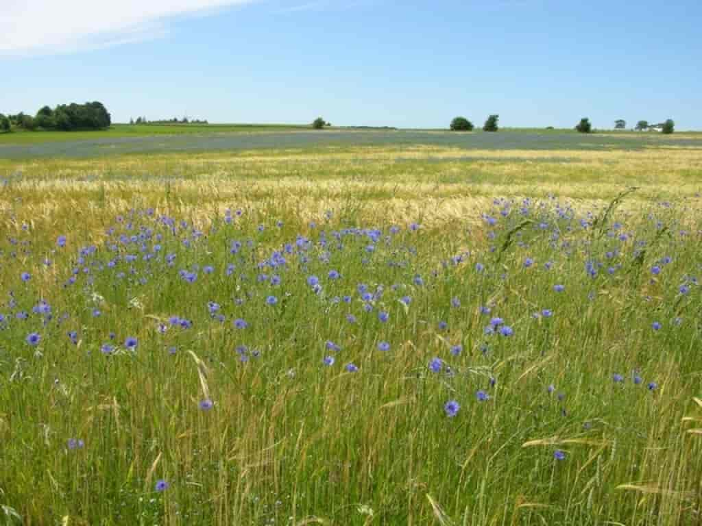 Centaurea cyanus