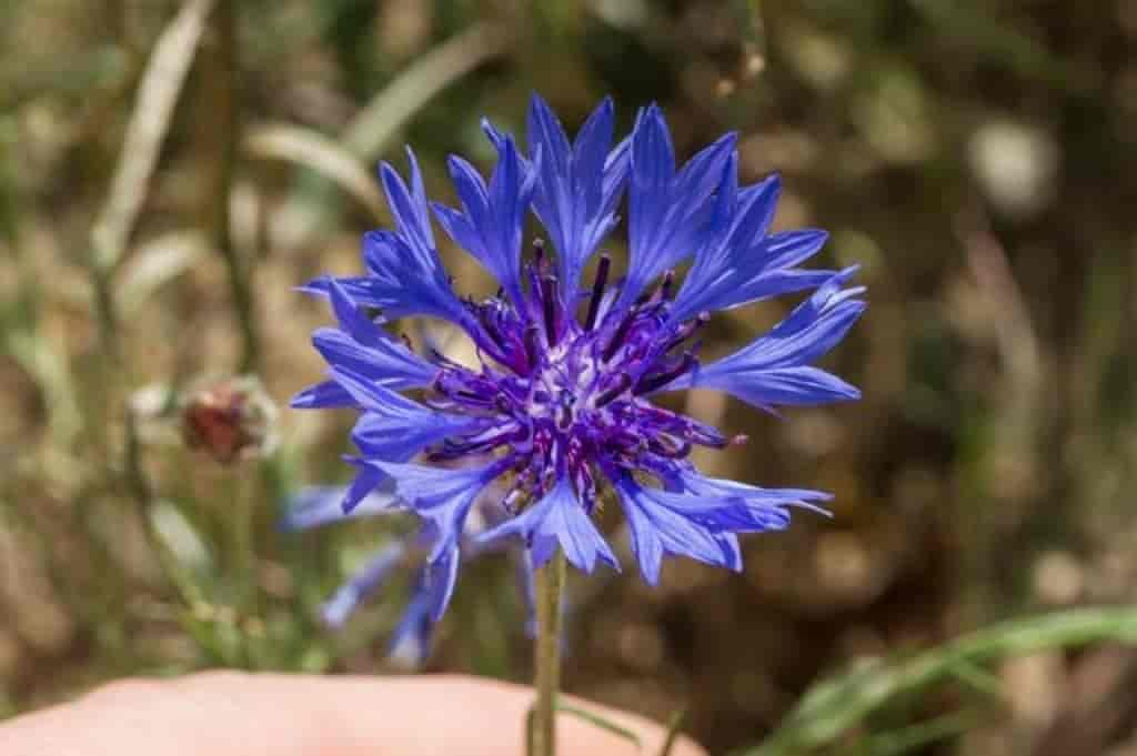 Centaurea cyanus