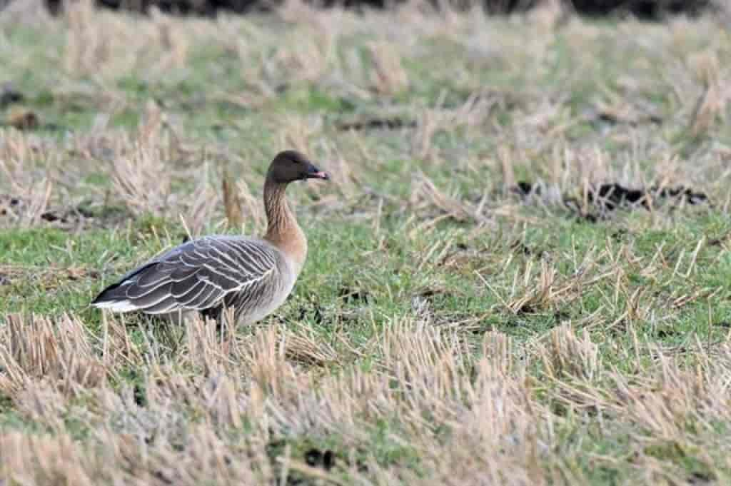 Anser brachyrhynchus