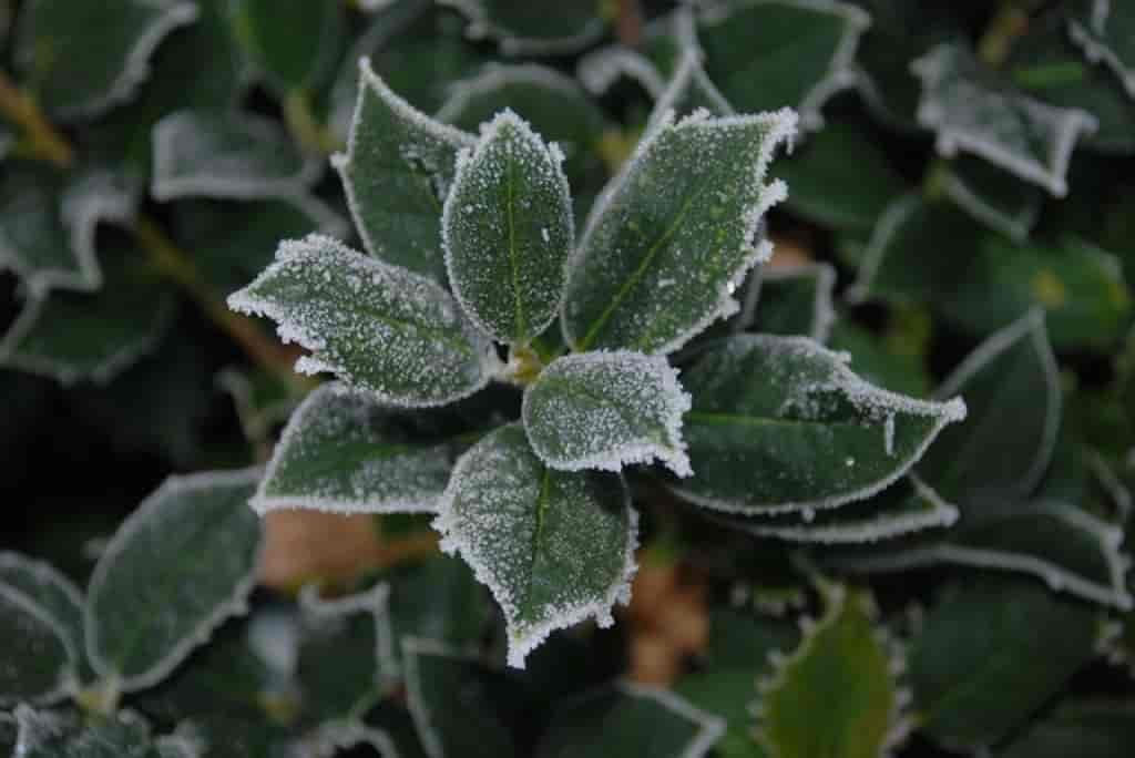 Ilex aquifolium