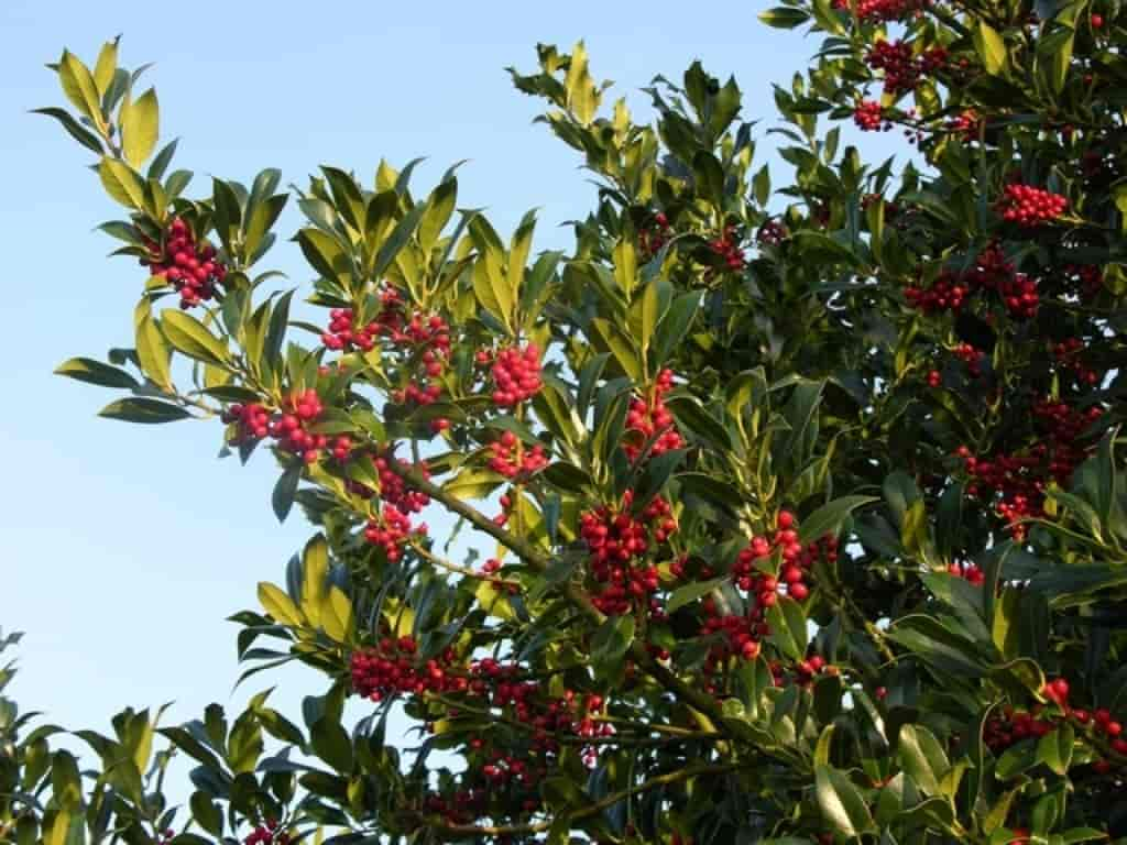 Ilex aquifolium