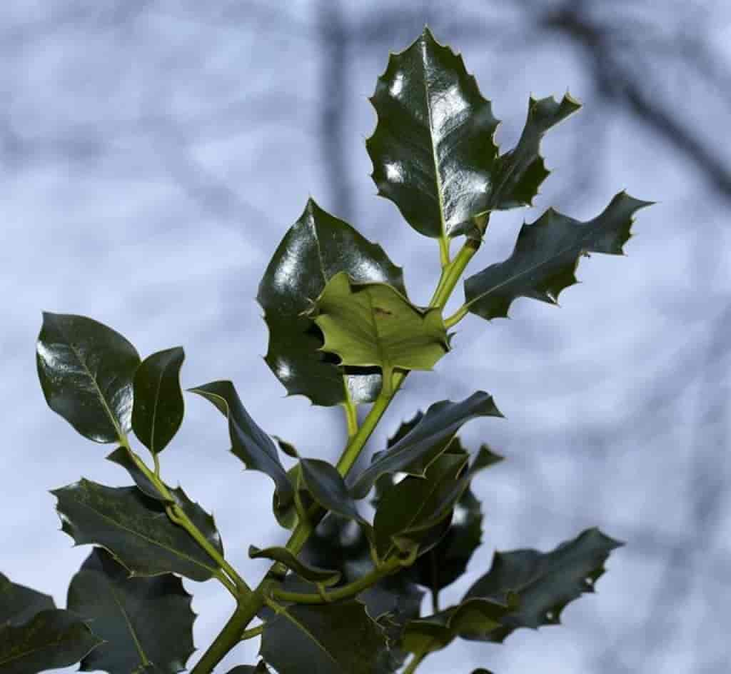 Ilex aquifolium