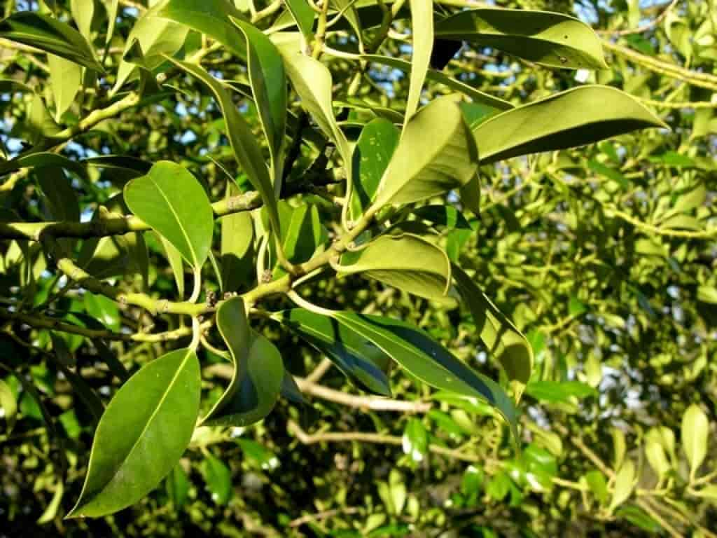 Ilex aquifolium