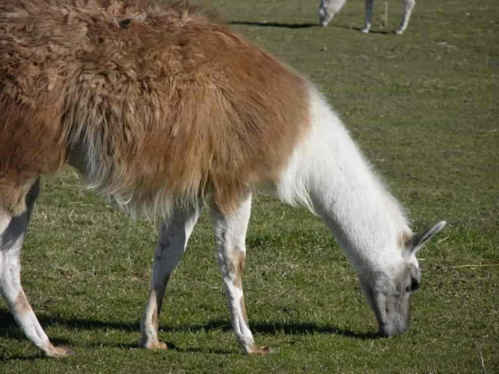 Lama glama