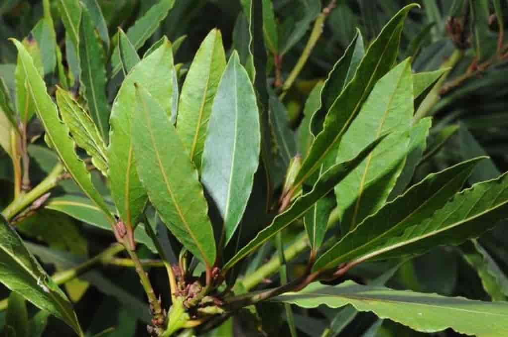 Laurus nobilis