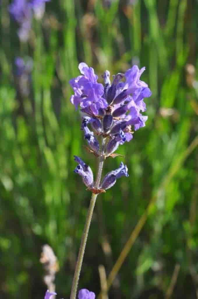 Lavandula angustifolia