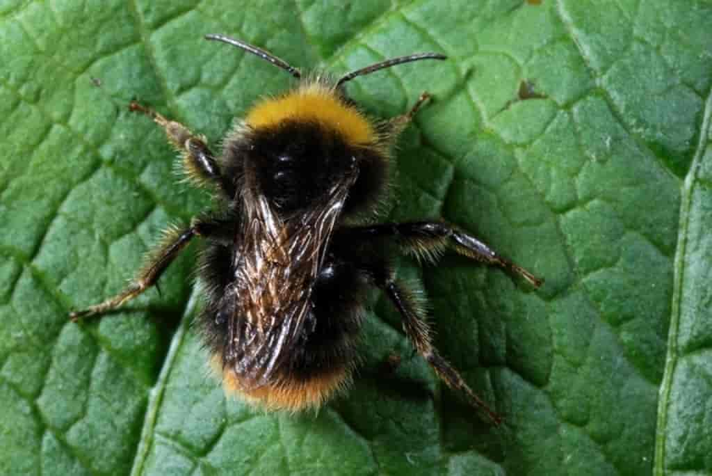 Bombus pratorum