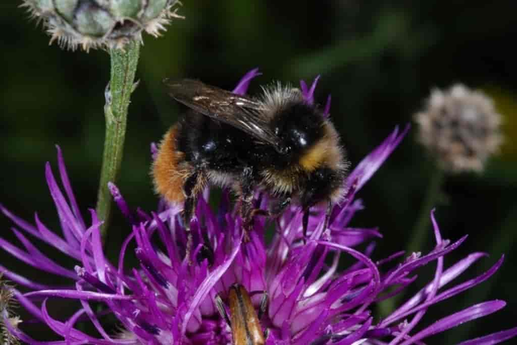 Bombus pratorum