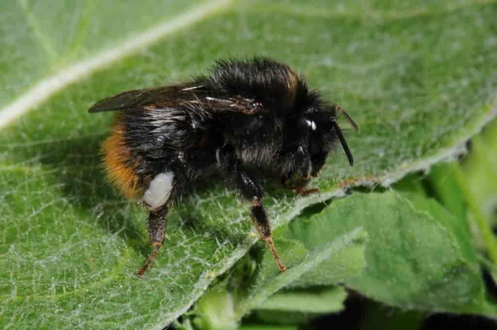 Bombus pratorum