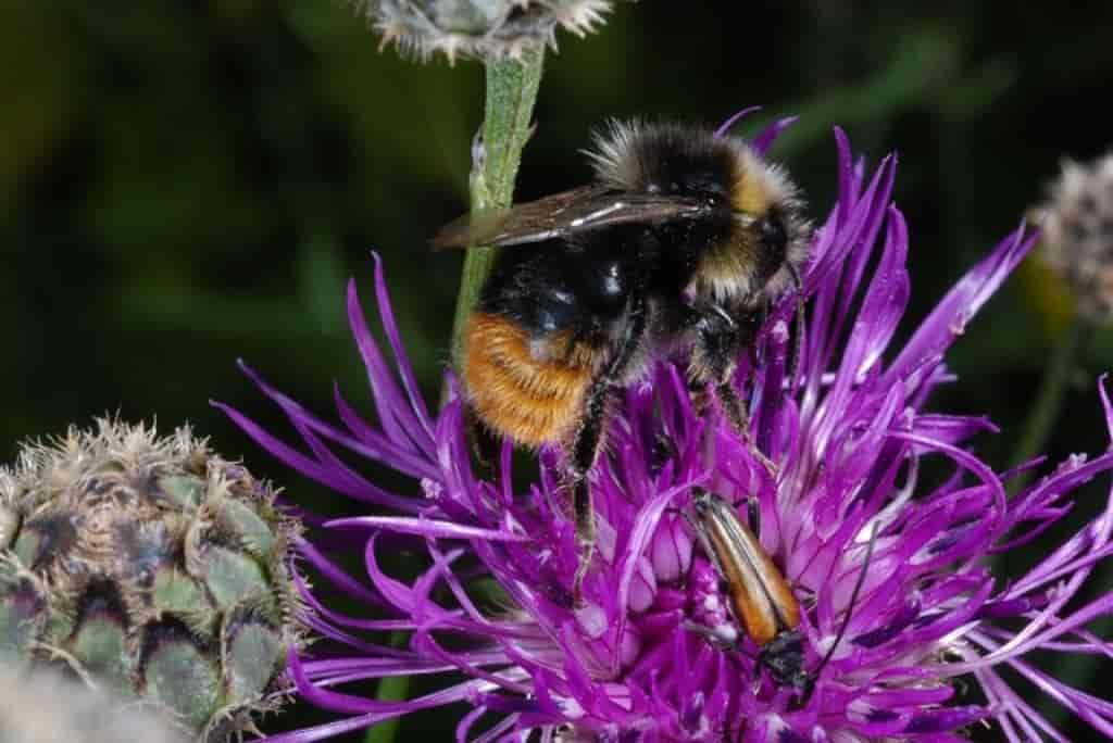 Bombus pratorum