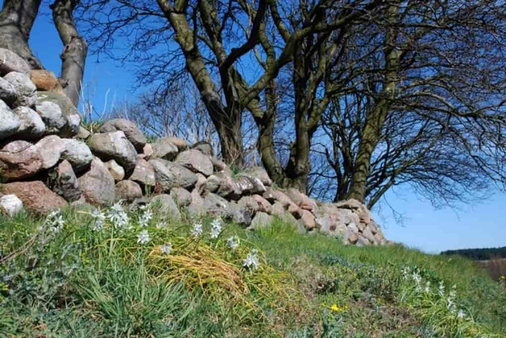 Ornithogalum nutans