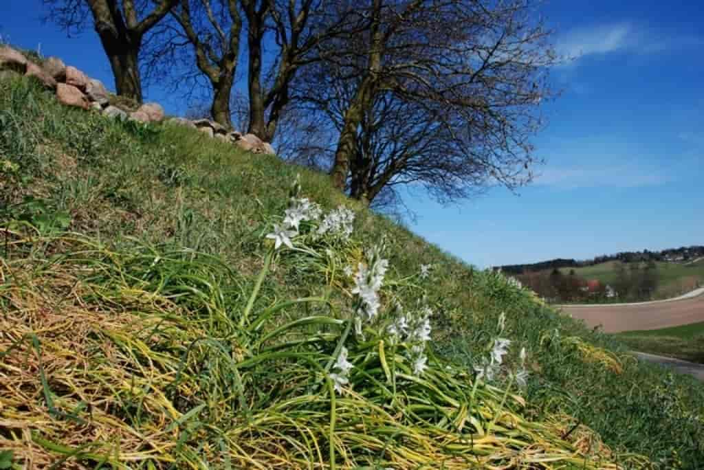 Ornithogalum nutans