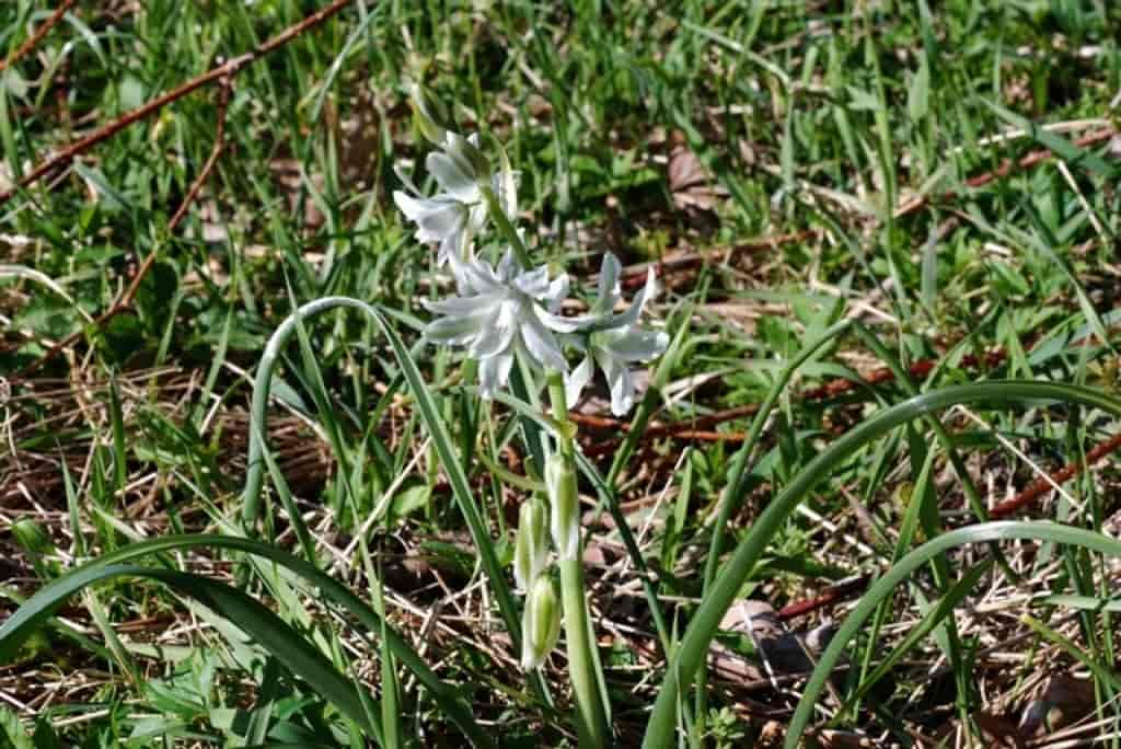 Ornithogalum nutans