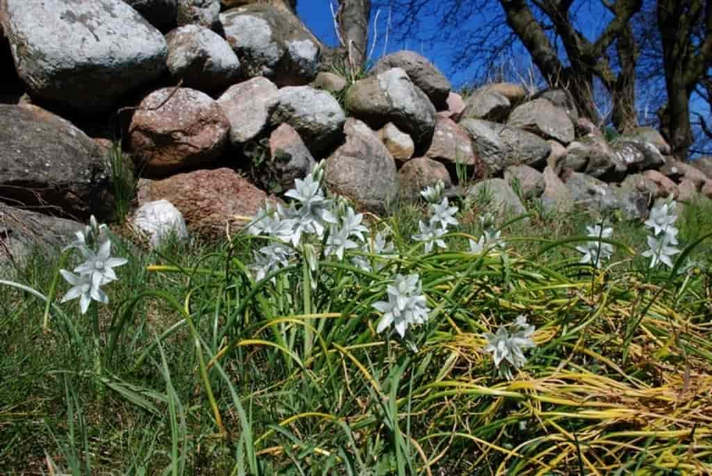 Ornithogalum nutans