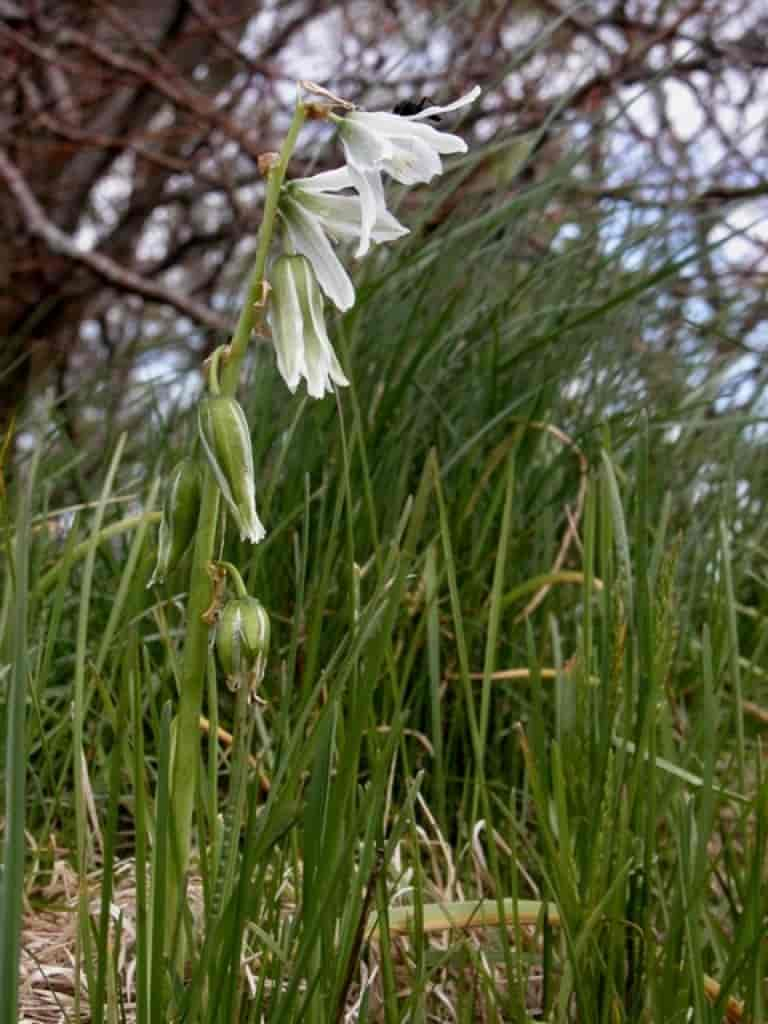 Ornithogalum nutans