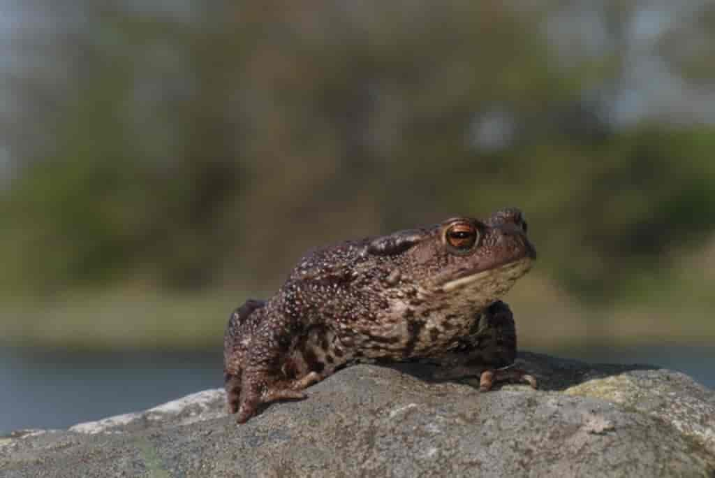 Bufo bufo