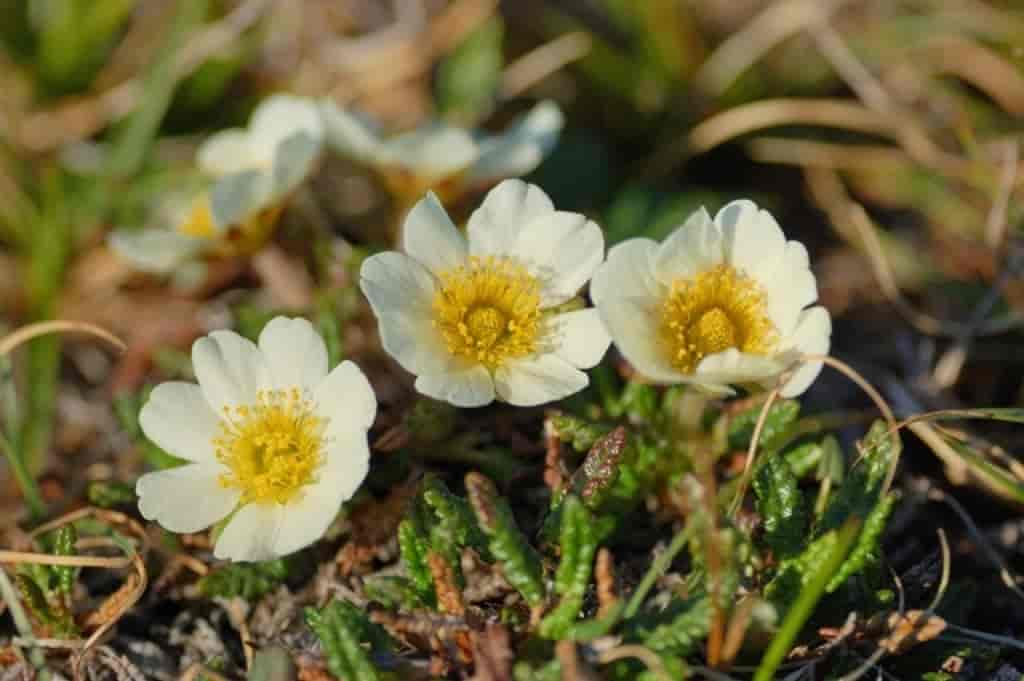 Dryas octopetala