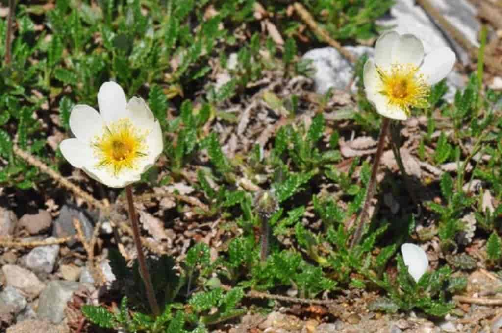 Dryas octopetala