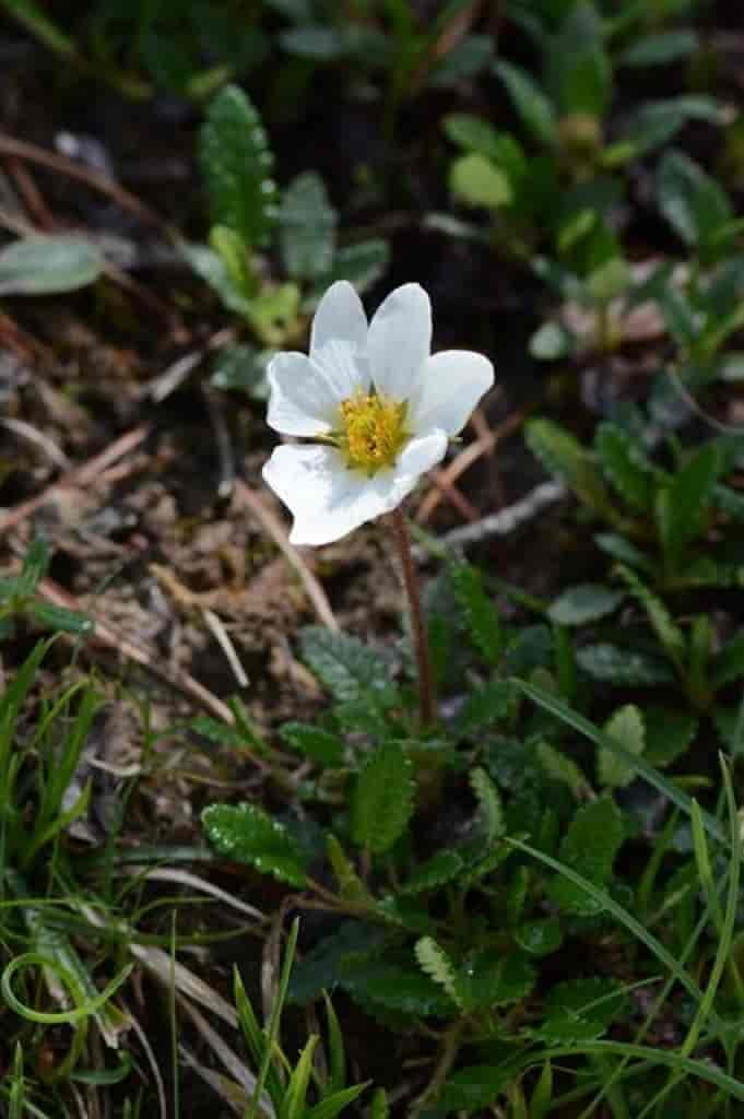 Dryas octopetala