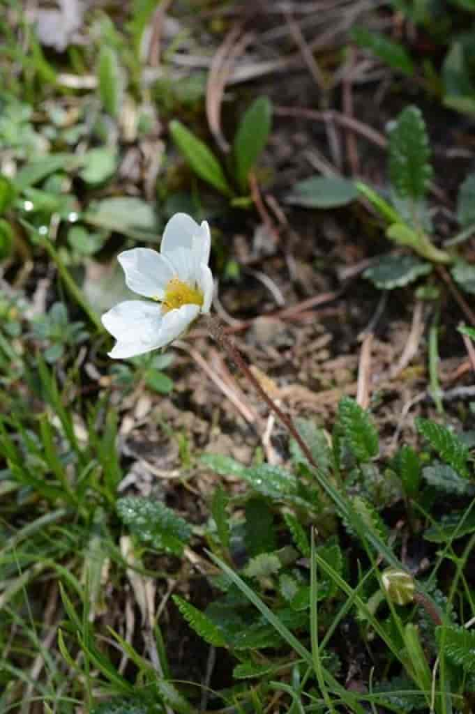 Dryas octopetala