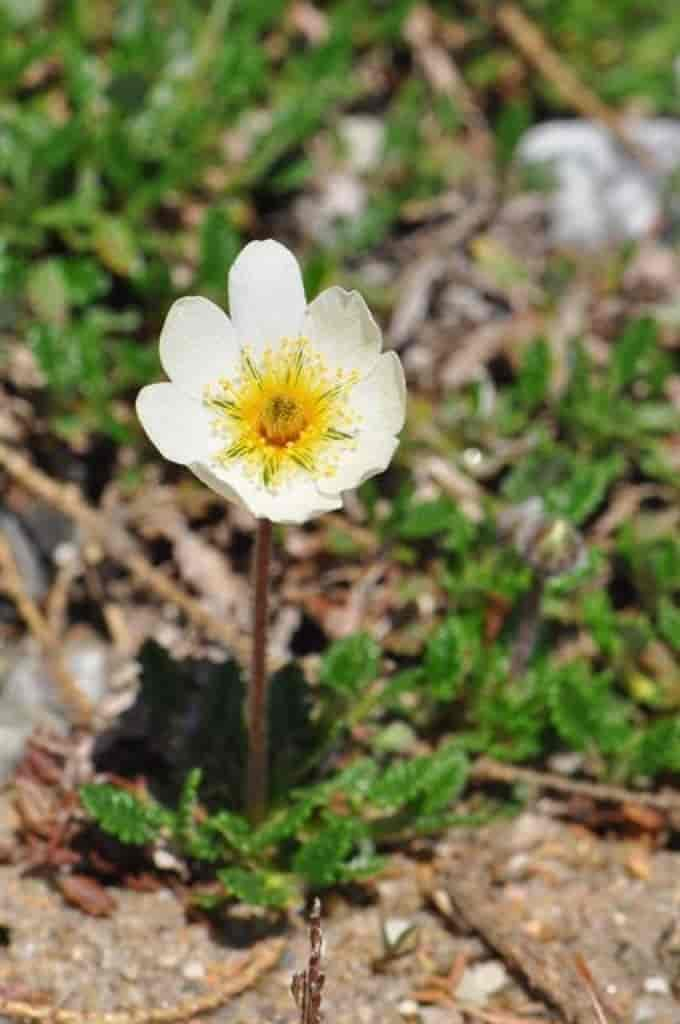 Dryas octopetala