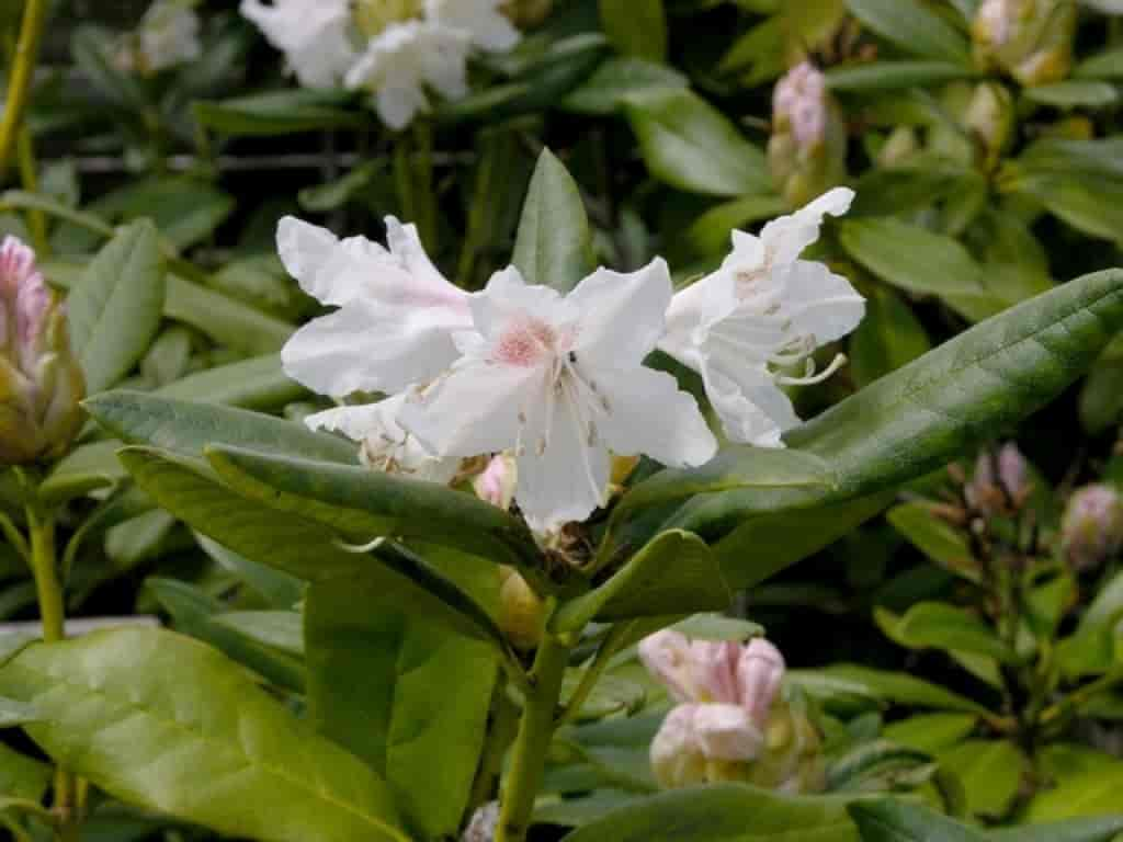 Rhododendron (Cunninghams white)