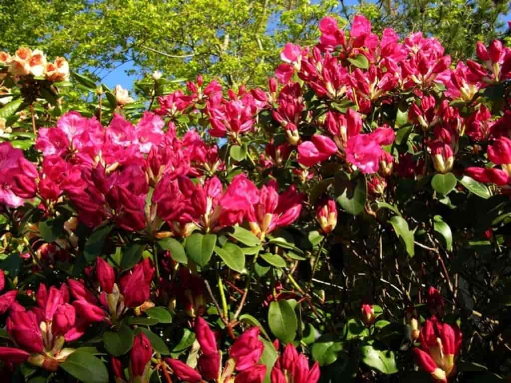 Rhododendron (Gartendirector Glocker)