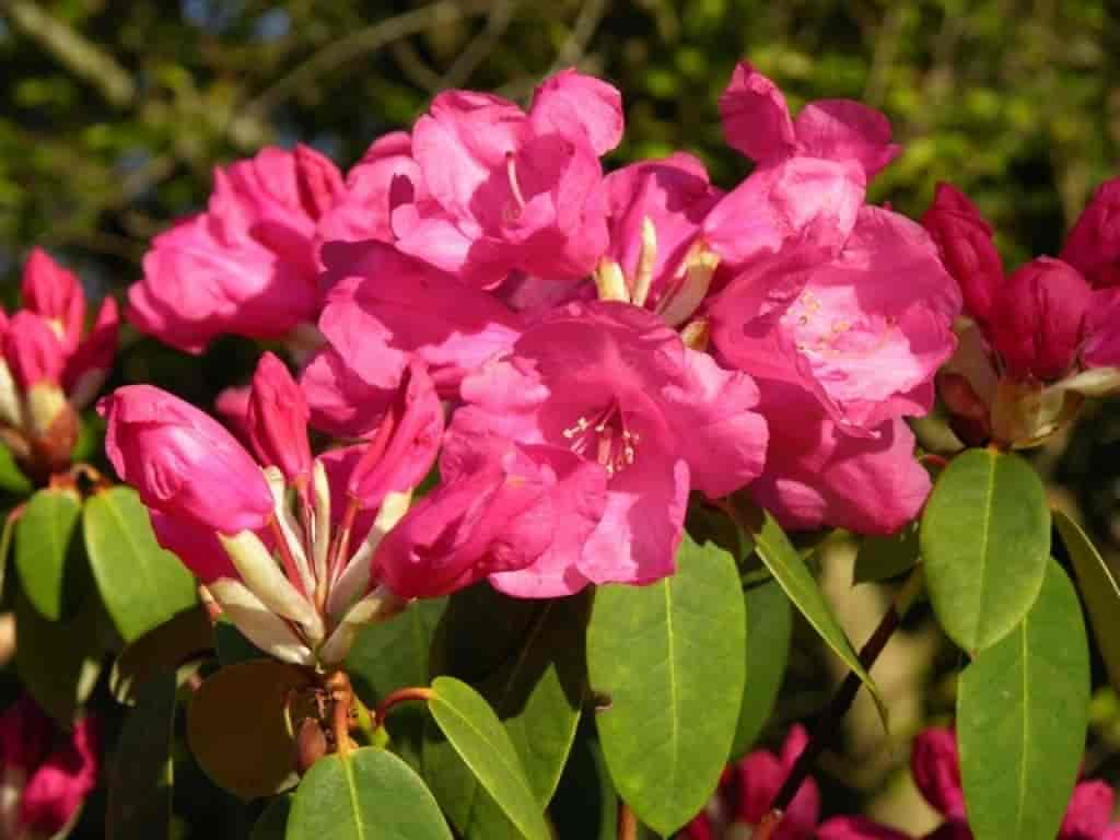 Rhododendron (Gartendirector Glocker)