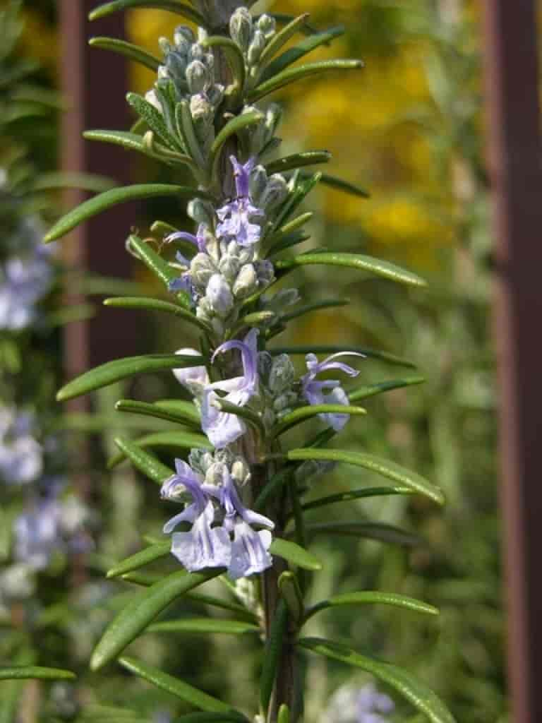 Rosmarinus officinalis