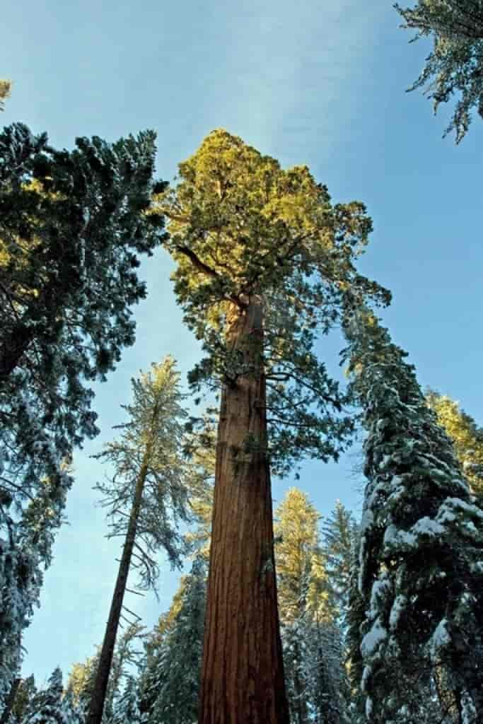 Sequoiadendron giganteum