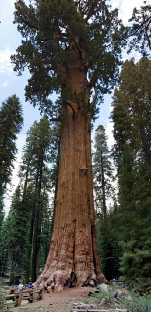 Sequoiadendron giganteum